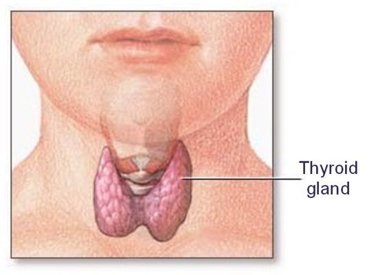 Thyroid function and gut health - Related?