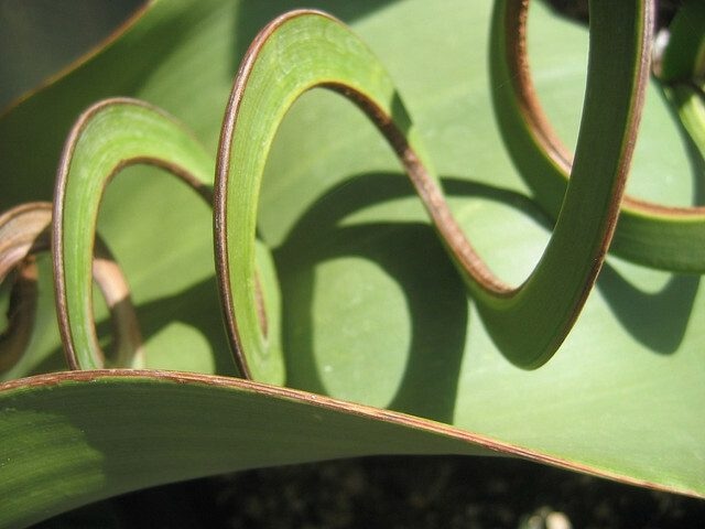 Corkscrew