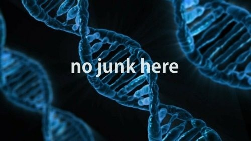 no junk dna