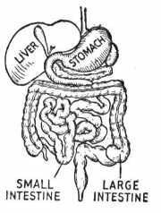 A black and white diagram of the human digestive system showing the liver, stomach, small intestine, and large intestine.