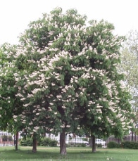 A large tree with dense green foliage and numerous clusters of white flowers grows in a grassy area.