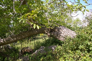 A large tree with a curved trunk grows horizontally above dense green foliage in a sunny outdoor setting.