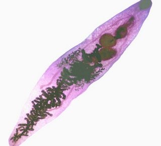 Microscopic view of a liver fluke, a parasitic flatworm, showing its elongated, segmented body structure under a light microscope.