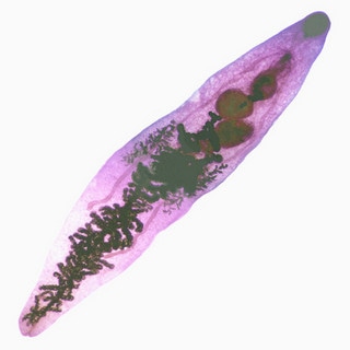Microscopic view of a liver fluke, a parasitic flatworm, showing its elongated, segmented body structure under a light microscope.