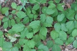 Poison Ivy – A Super Villain You Don’t Want to Meet 1 Poison Ivy