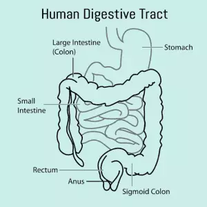 Your digestive tract is like a long, squiggly tube, sometimes wide, other times narrow. This tube is a mucous membrane, like your skin, but contained within your body.