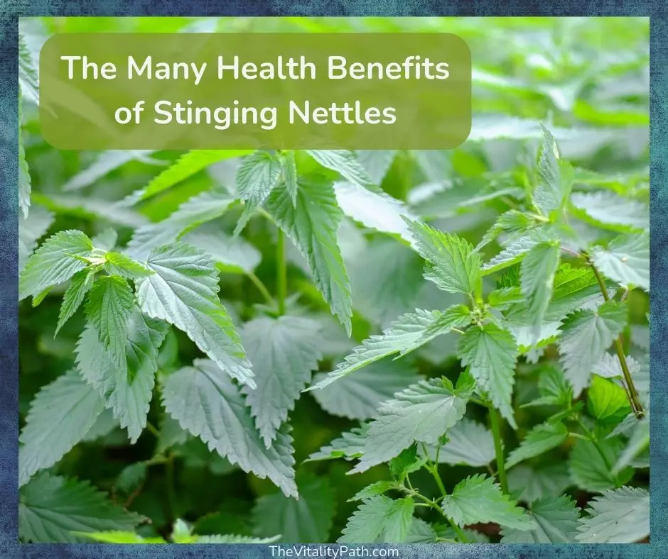 The numerous health benefits of stinging nettles.