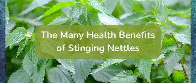 Health benefits of stinging nettles.
