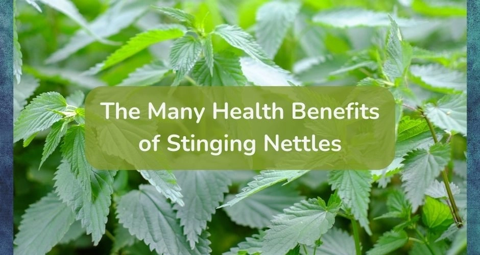 Health benefits of stinging nettles.