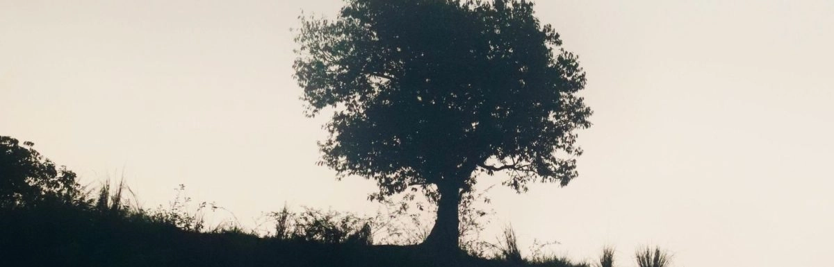 Silhouetted tree on a hill against a pale sky with grasses in the foreground.