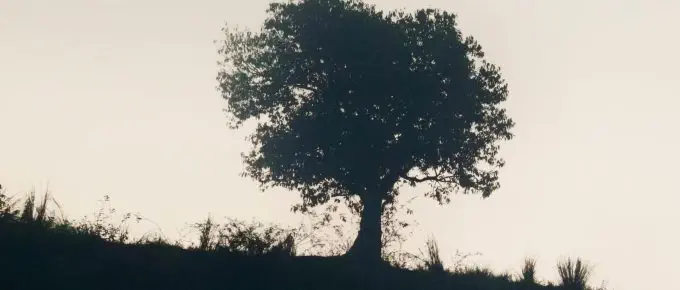 Silhouetted tree on a hill against a pale sky with grasses in the foreground.