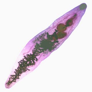 Parasitic Fluke
