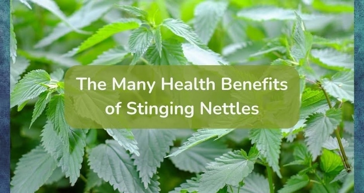 Health benefits of stinging nettles.