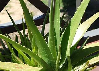 Close-up of a green aloe vera plant with spiky, succulent leaves in a garden setting.
