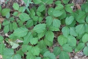 Poison Ivy
